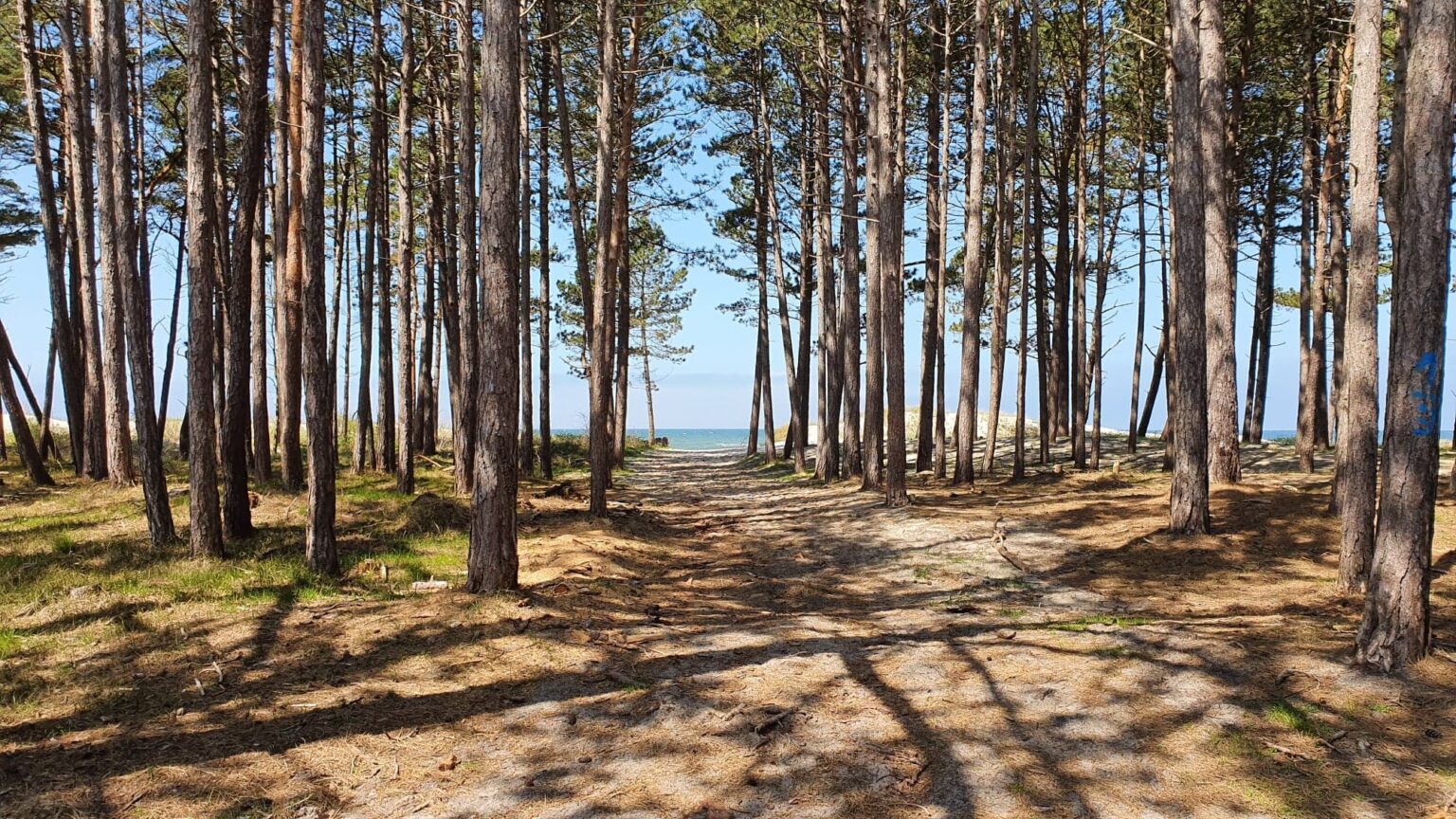 Szeroka piaszczysta plaża w Darłówku Wschodnim z zejściem przez wydmy, w tle morze
